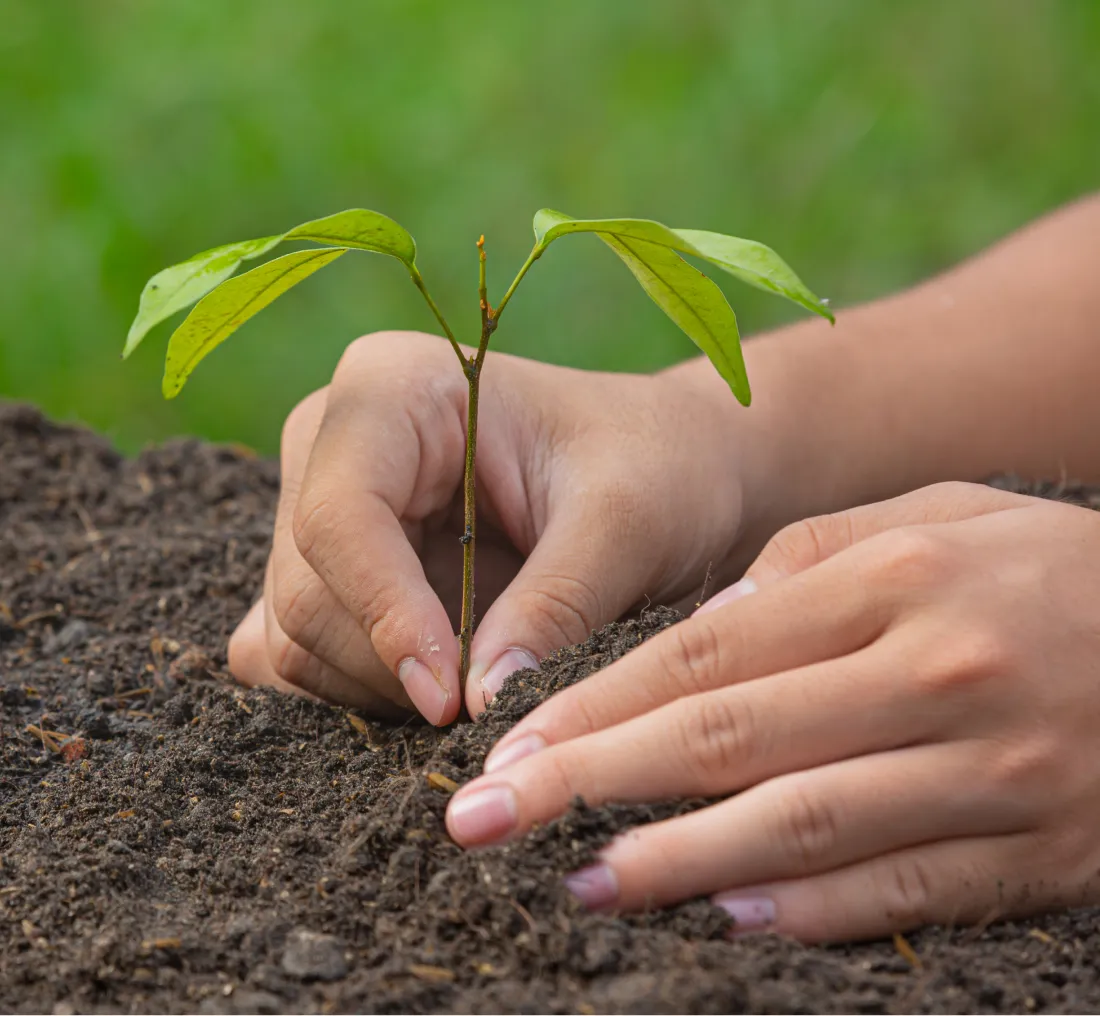 Chartered Housing CSR Activities | Environmental Stewardship | Tree transplantation | Chartered Coronet, 2006